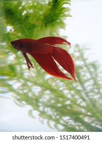 A Red Beta In A Fish Bowl