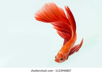 Red Beta Fish, Beta Fish, Decorative Fish