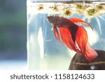 Red betta in backlight