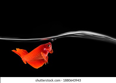 Red Betta Fish Or Siamese Fighting Fish Action Show In Aquarium Tank, Betta Fish Feeding Baby In The Bubble With Black Background. Fighting Fish Of Thailand.