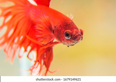Red Betta Siamese fighting fish, Betta splendens Pla-kad Thai. Betta fish rose tail isolated on black