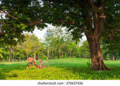 Red Bicycle On Green Grass Under Big Tree With Sun Light