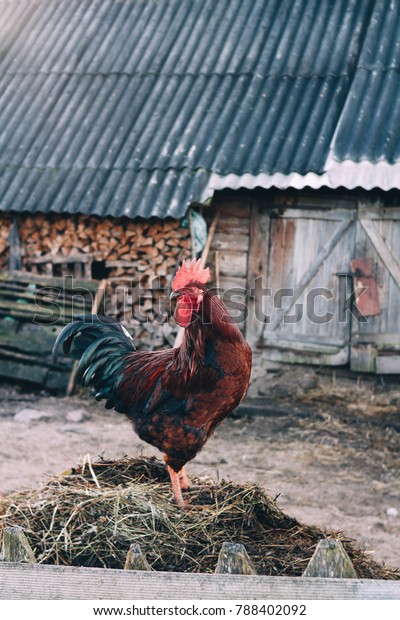 Red Big Cock Standing On Background Stock Photo Edit Now 788402092