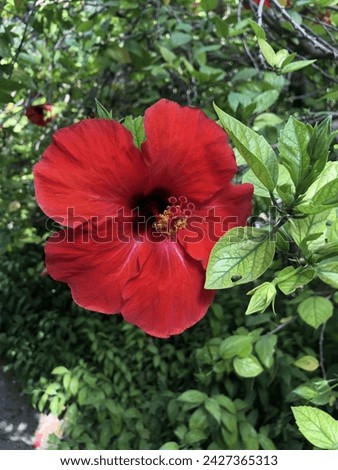 Red big Flower at Summer