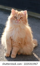 Red Big Fluffy Cat Sitting Outside In The Sun. Pet