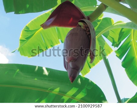 Red big petel of banana flower bud with green leaf background