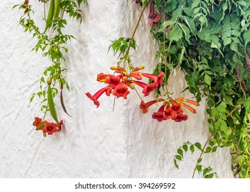 Red Bignonia Campsis On White Wall