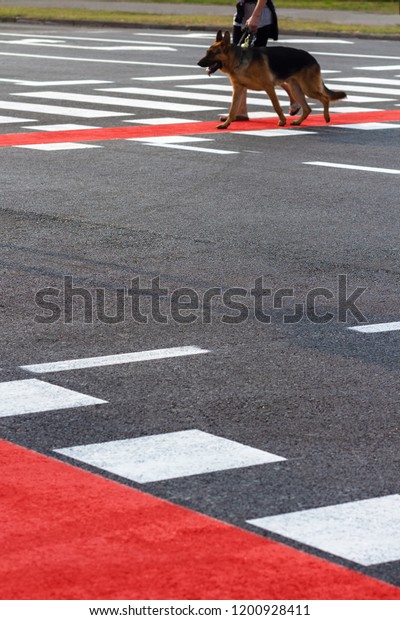 Red bike lanes and pedestrian crossing with\
man crossing with dog in\
background