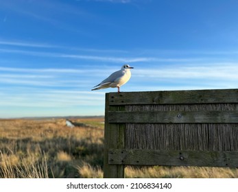 Red Bill Sea Gull Perched On Wooden Bird Watching Hide In Cley Norfolk East Anglia UK Nature Reserve By Beach On Grassy Wet Marshland Landscape With Beautiful Vast Blue Clear Skies Winter