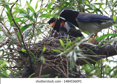 Red Billed Blue Magpie Parents Will Raise The Young Together.In This Nest,brood Parasitism Can Be Observed.The Cuckoo Fledgling Grows Faster And Bigger Than Magpies To Fight For More Resources