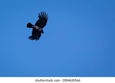 Red Billed Chough. Pyrrhocorax Pyrrhocorax.