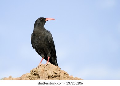 Red Billed Chough, Pyrrhocorax Pyrrhocorax, In La Palma, Spain.