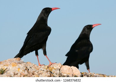 Red Billed Chough, Pyrrhocorax Pyrrhocorax, Pair Of Birds Standing On A Rock