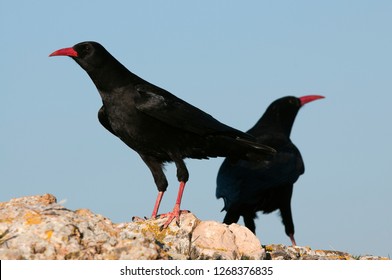 Red Billed Chough, Pyrrhocorax Pyrrhocorax, Pair Of Birds Standing On A Rock