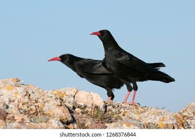 Red Billed Chough, Pyrrhocorax Pyrrhocorax, Pair Of Birds Standing On A Rock