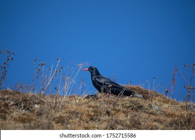 Red Billed Chough, Pyrrhocorax Pyrrhocorax, Sikkim, India