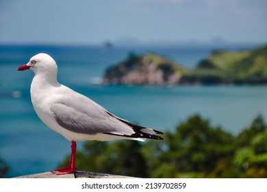 Red Billed Gull With Ocean Background