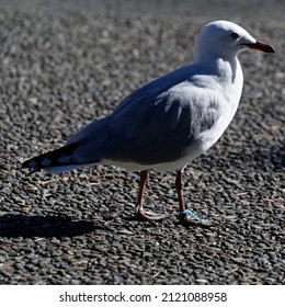 Red Billed Gull With Plastic Caught Around Its Leg