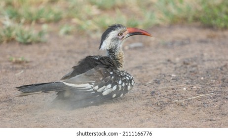 Red Billed Hornbill Having A Dust Bath