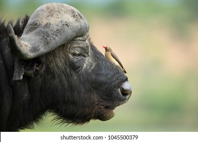 Red billed oxpecker on a buffalo
