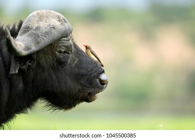 Red Billed Oxpecker On A Buffalo