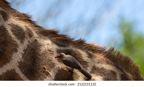 Red Billed Oxpecker On A Giraffe