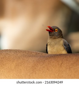 Red Billed Oxpecker On An Impala