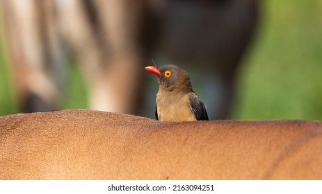 Red Billed Oxpecker On An Impala