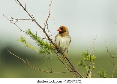 Red billed Quelea sitting on a branch with a blurred background - Shutterstock ID 450574372