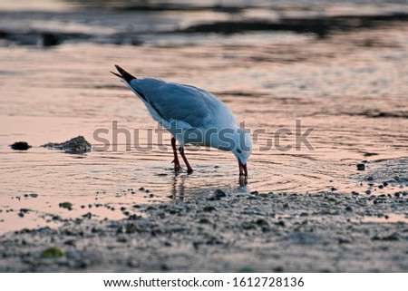 Red billed seagull feeding on mudflats at sunset, New Zealand.