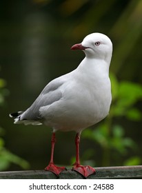 Red billed seagull pose
