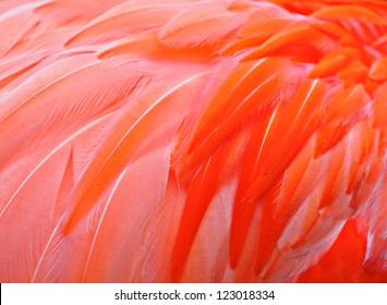 Red Bird Feather
