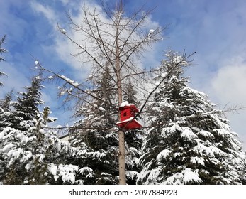 Red Bird House In Winter