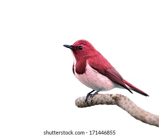 Red Bird Isolated On White Background