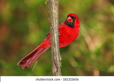 2,368 Birds ohio Images, Stock Photos & Vectors | Shutterstock