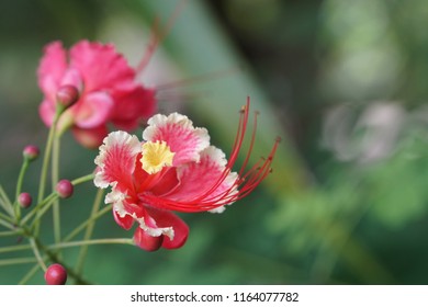 Red Bird Of Paradise Or Caesalpinia Pulcherrima, Poinciana, Peacock Flower, Mexican Bird Of Paradise, Dwarf Poinciana, Pride Of Barbados, Flos Pavonis, Flamboyant-de-jardin