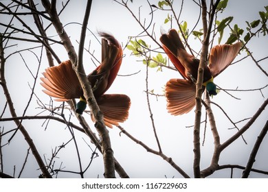 Red Bird Of Paradise Dancing On Tree In Papua Indonesia. Motion.