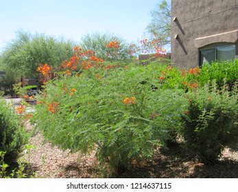 Red Bird Paradise Plant Caesalpinia Pulcherrima Stock Photo 1214637115