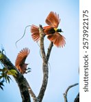 Red Bird of paradise.Waigeo Island. Raja Ampat 