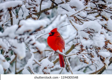 Red bird sitting on a brunch in the snow.