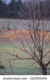 Red bird in a Tree