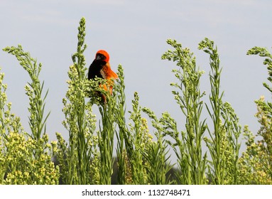 Red Bishop At Marievale Bird Sanctuary South Africa