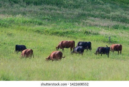 Red And Black Beef Cattle Grazing In High Native Grass In Rural Appalachia In The Summer.