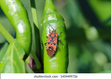 red and black bug Latin spilostethus pandurus similar to lygaeus equestris but with more distinct markings on a chilli plant in summer in Italy