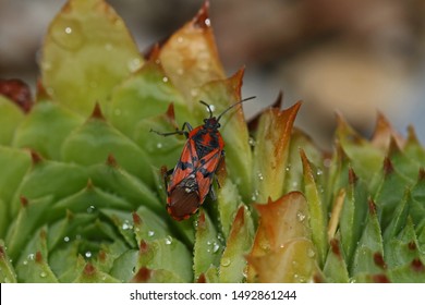 red and black bug Latin spilostethus pandurus similar to lygaeus equestris but with more distinct markings on a house leek plant in summer in Italy