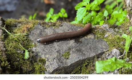 Red and black centipede on rock