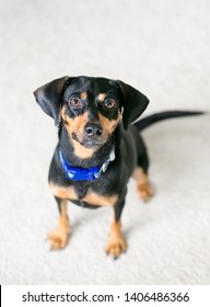 A Red And Black Dachshund Mixed Breed Dog Sitting And Looking Up At The Camera