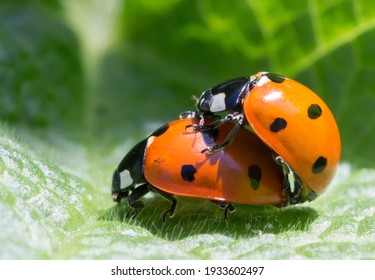 107,399 Ladybird Images, Stock Photos & Vectors | Shutterstock