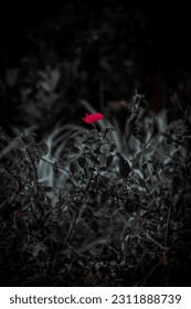 Red and black red flower hdr wallpaper professional photo