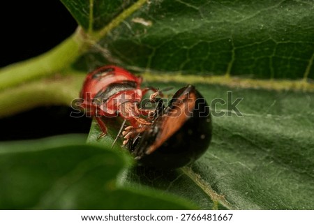Red and black insect devouring prey on leaf